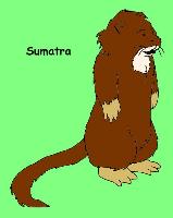 Sumatra